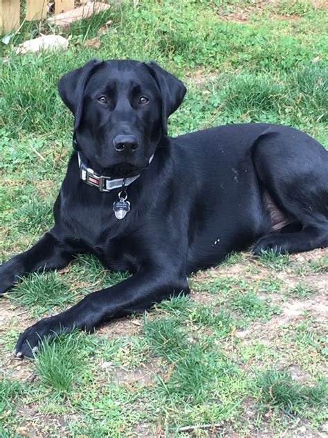 labrador retriever 6 months old|More.